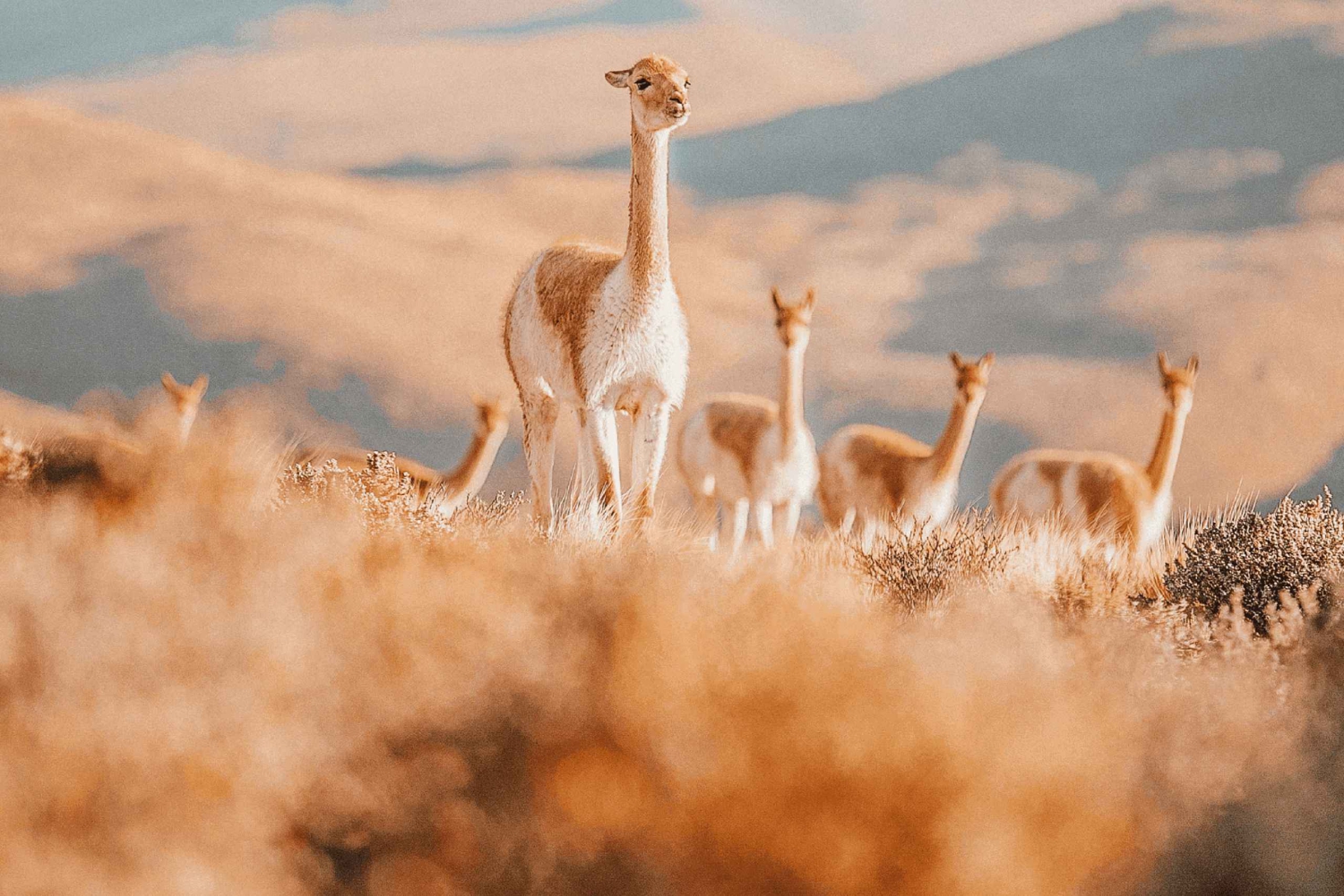 San Pedro de Atacama: Géiseres del Tatio y Excursión a Machuca