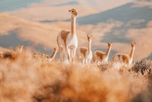 San Pedro de Atacama: Tatio Geysire und Machuca Tour
