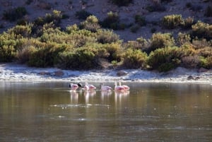 San Pedro de Atacama: Tatio Geysers W/Breakfast & Transfer
