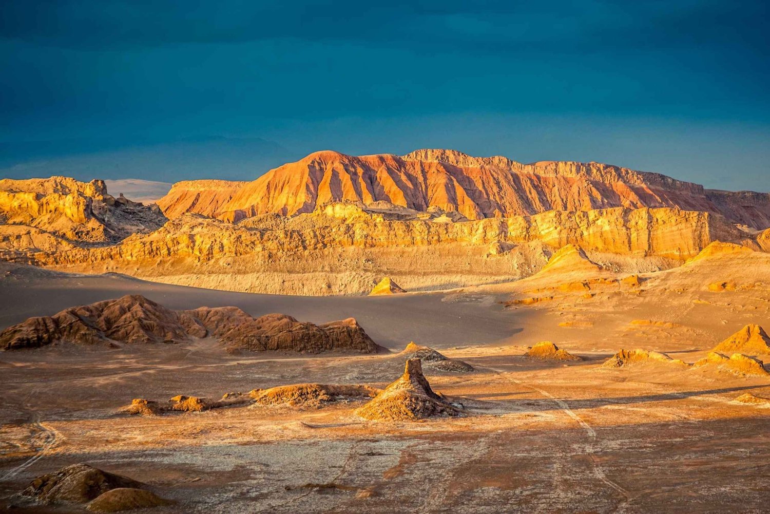 San Pedro de Atacama: safari de fauna y fotografía