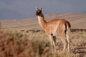 San Pedro de Atacama: safári de vida selvagem e fotografia