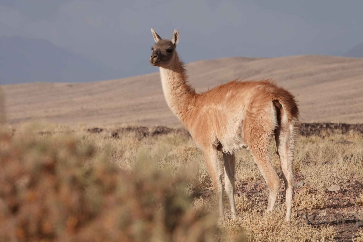 San Pedro de Atacama: Wildlife Safari and Photography Tour