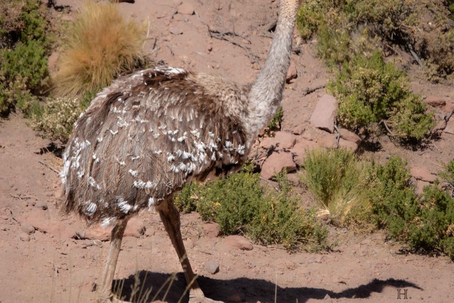San Pedro de Atacama: Wildlife Safari and Photography Tour