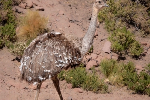 San Pedro de Atacama: Wildlife Safari and Photography Tour
