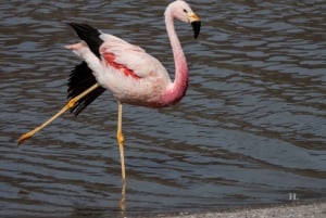 San Pedro de Atacama: Wildlife Safari and Photography Tour