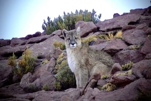 San Pedro de Atacama: Wildlife Safari and Photography Tour
