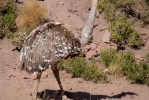 San Pedro de Atacama: Wildlife Safari and Photography Tour