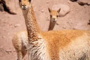 San Pedro de Atacama: Wildlife Safari and Photography Tour