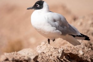 San Pedro de Atacama: Wildlife Safari and Photography Tour