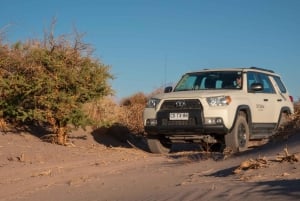 San Pedro de Atacama: Wildlife Safari and Photography Tour