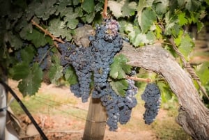 Santa Rita: Omvisning + Premium vinsmaking + privat transport