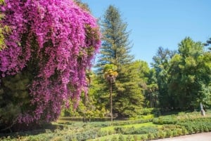 Santa Rita: Omvisning + Premium vinsmaking + privat transport