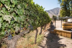 Santa Rita: Omvisning + Premium vinsmaking + privat transport