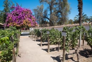 Santa Rita: Omvisning + Premium vinsmaking + privat transport