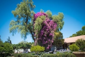 Santa Rita: Omvisning + Premium vinsmaking + privat transport