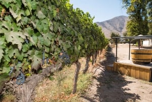 Santa Rita: Degustazione di vini ultra premium, tour e trasporto