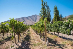 Santa Rita: Ultra Premium Wine Tasting, Tour and Transport
