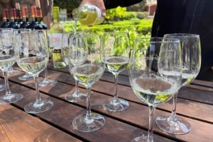 Tour del vigneto di Santa Rita: Storia, vino e picnic all'aperto