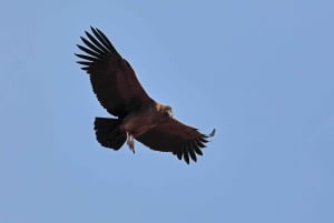 Santiago: Andes Mountains Sunset and Valle Nevado & Picnic