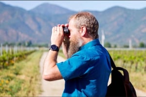 Santiago: Casablanca Exclusive Wineries & Tanino Restaurant