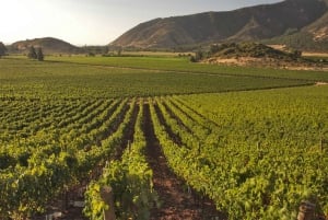 Santiago: Concha y Toro and Undurraga Vineyards Tour