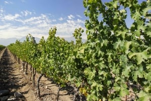 Santiago: Concha y Toro and Undurraga Vineyards Tour