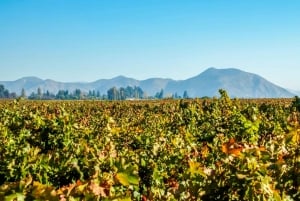 Santiago: Concha y Toro vingård 4 timmars rundtur och sommelierkurs