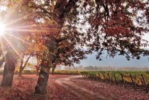 Santiago: Cousiño Macul offisiell vingårdstur med smaking
