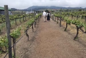 Santiago: Premium provsmakning på vingården Cousiño Macul