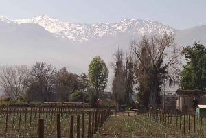 Santiago: Premium provsmakning på vingården Cousiño Macul