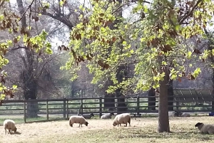 Santiago: Premium provsmakning på vingården Cousiño Macul