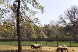 Santiago: Premium provsmakning på vingården Cousiño Macul