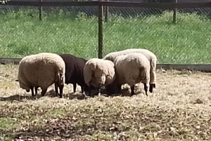 Santiago: Premium provsmakning på vingården Cousiño Macul