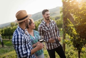 Santiago: Cousiño Macul Weingut-Tour mit 6 Weinproben