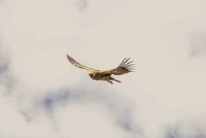 Santiago: Embalse El Yeso med picnic og chilensk kultur