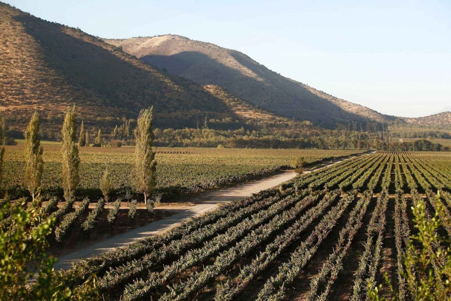 Santiago: Halvdagsutflykt till Santa Rita vingård