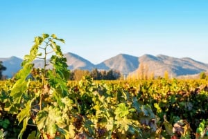 Santiago: Halvdags Santa Rita vingårdstur