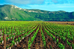Santiago: Halvdagstur til Santa Rita vingård
