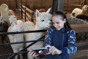 Santiago: Incan Petroglyphs, Alpacas, and Wine Experience