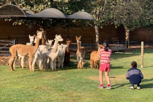 Santiago: Incan Petroglyphs, Alpacas, and Wine Experience