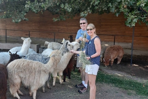 Santiago: Incan Petroglyphs, Alpacas, and Wine Experience