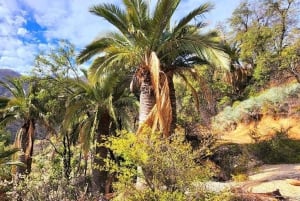 Santiago: La Campana National Park & Olmué Private Tour