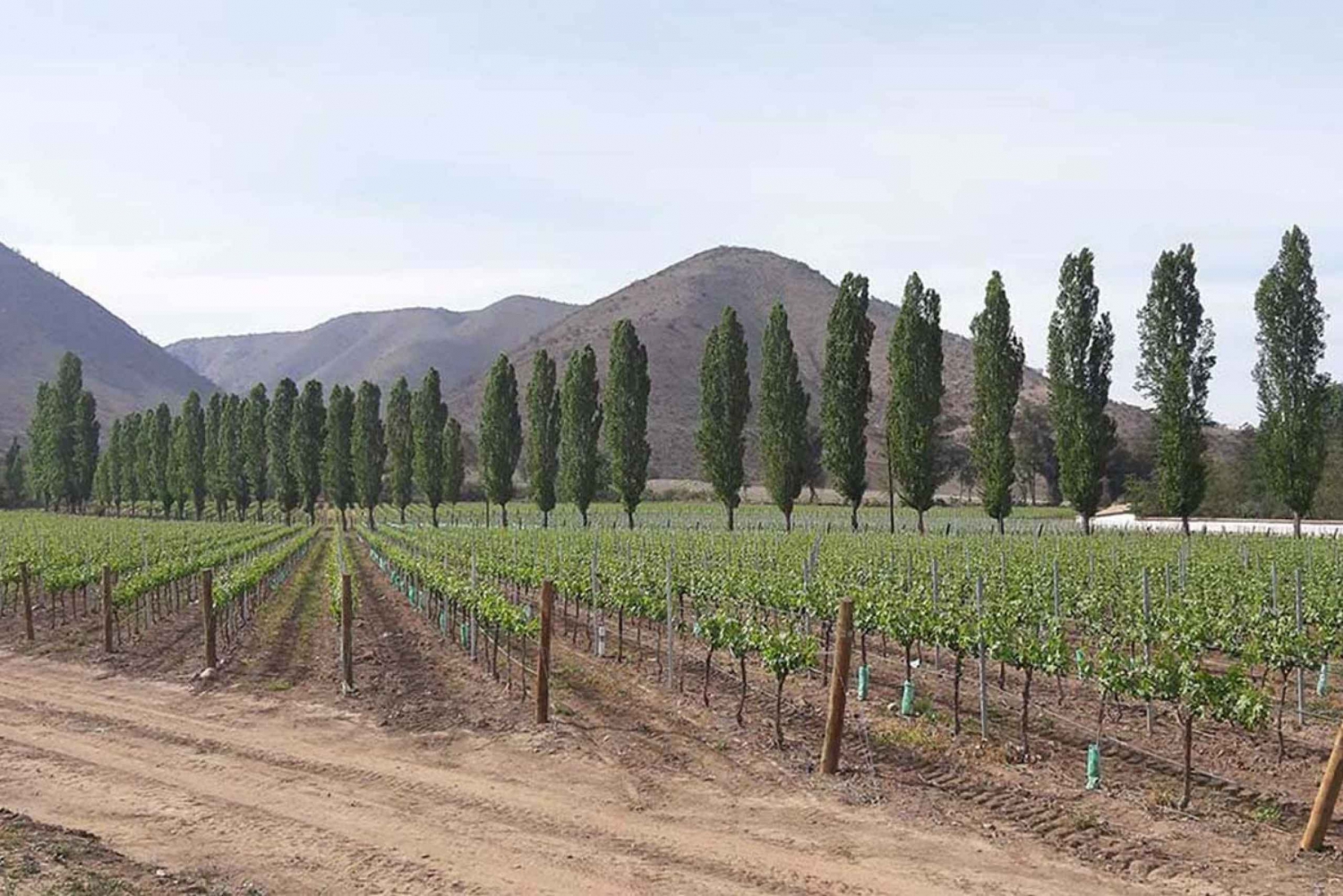 Santiago: Maipo Valley Full-Day Historic Wine Tour