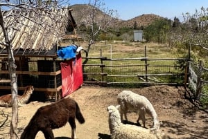 Santiago: Portillo och Laguna del Inca dagstur med picknick