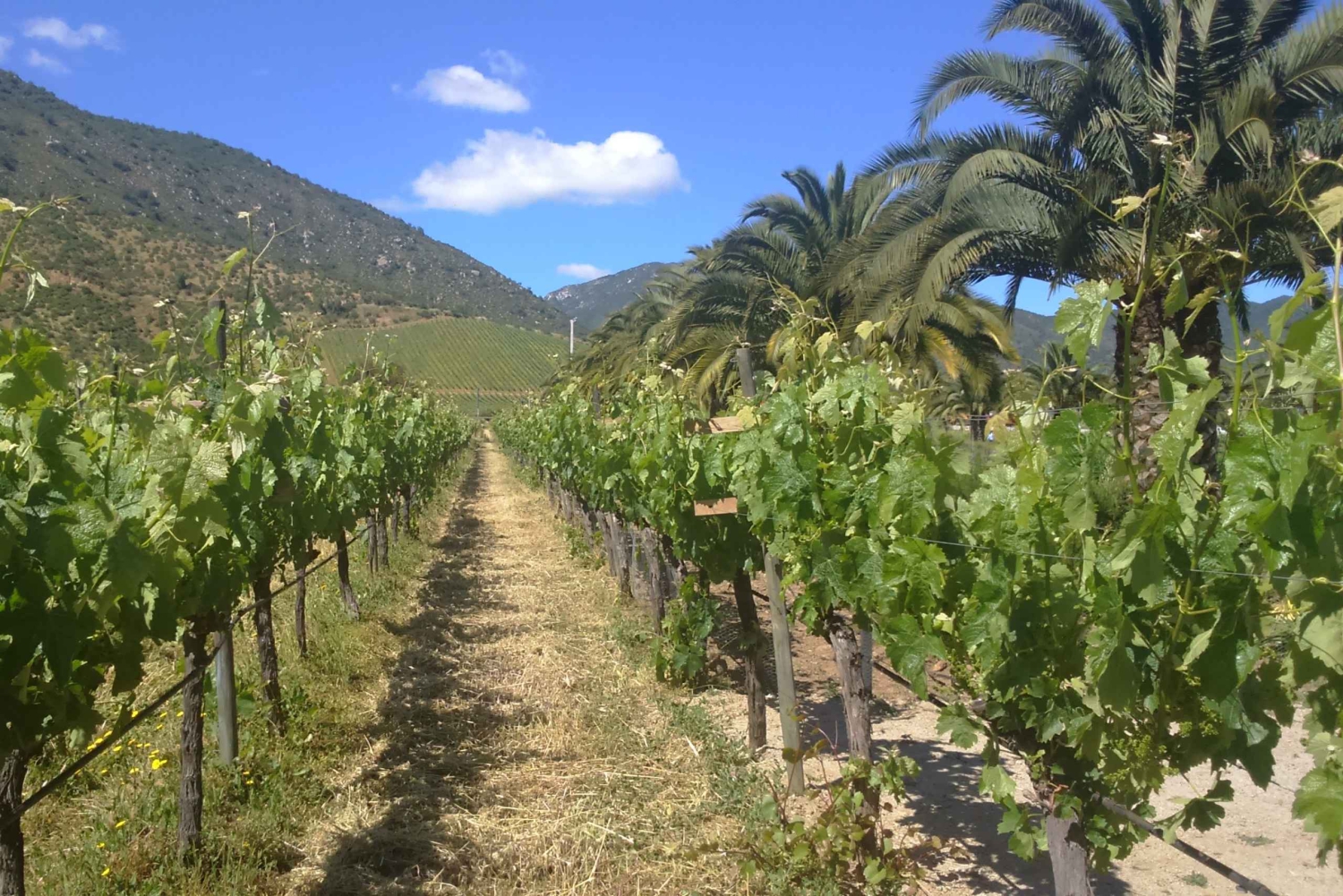 Santiago: Private Full-Day Valparaiso and Viña del Mar Tour