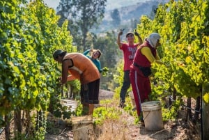 Santiago: Private Full-Day Valparaiso and Viña del Mar Tour