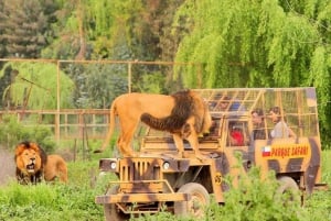 Santiago: Tour Safari Rancagua