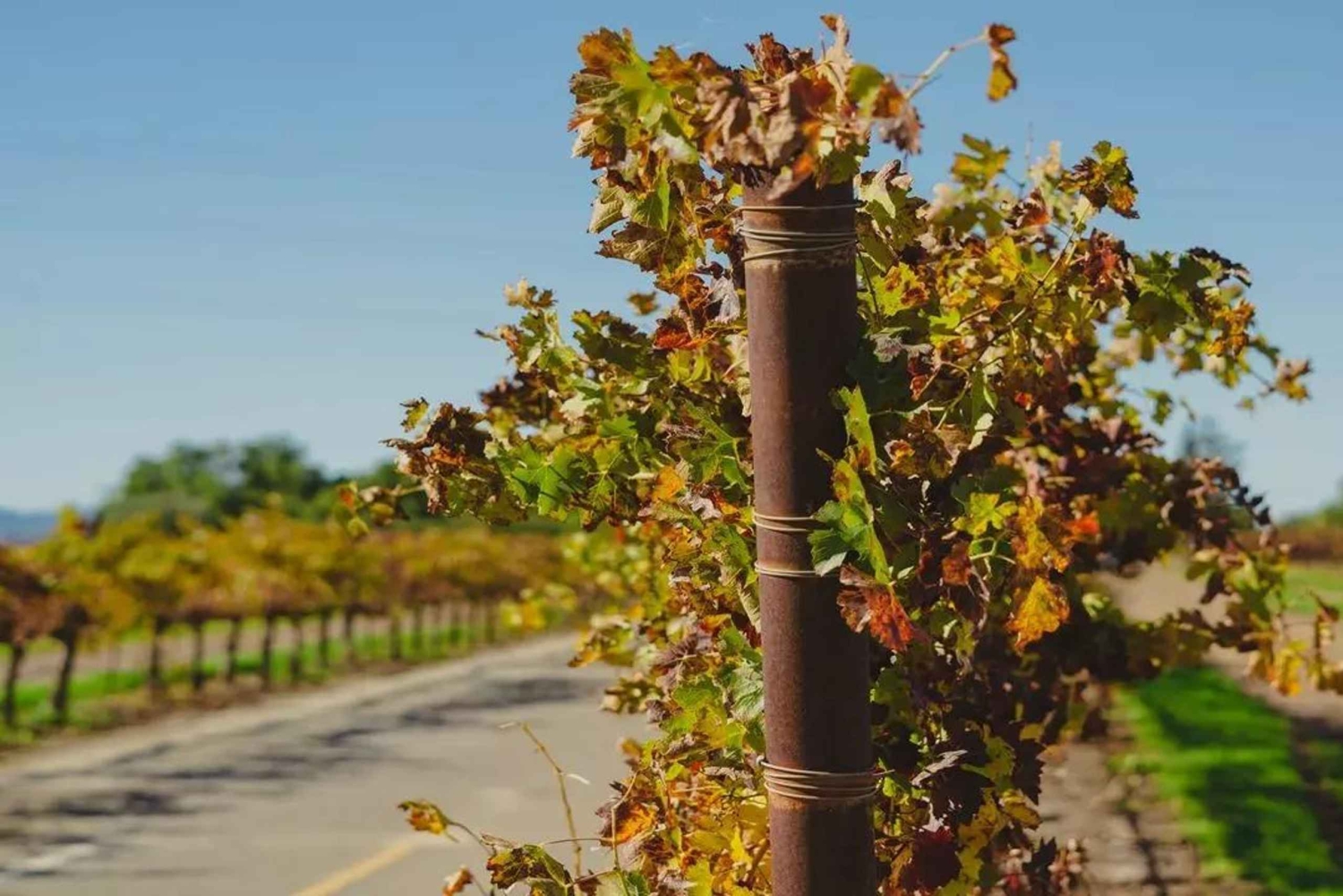 Santiago: Tour and Tasting at Viña Undurraga