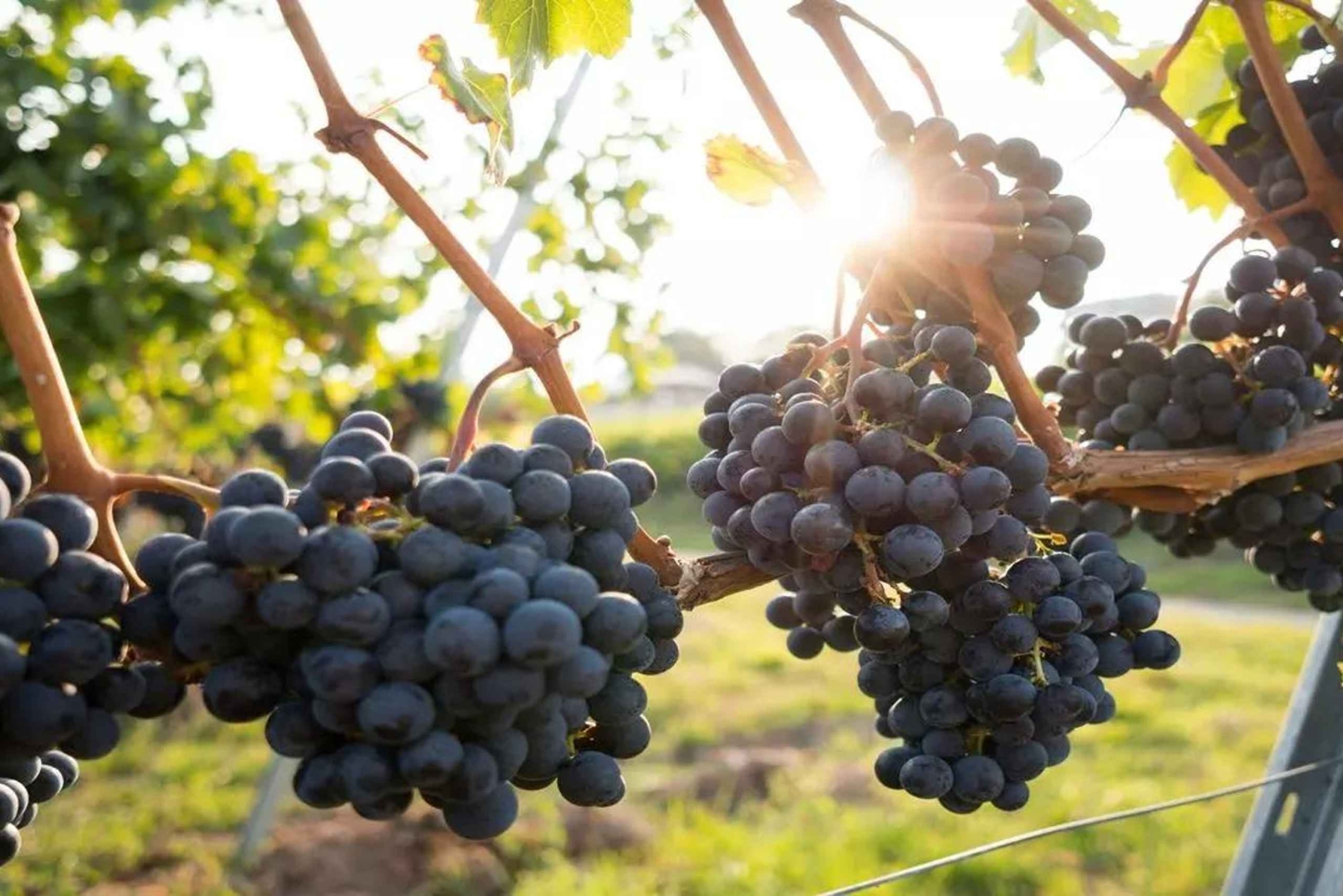 Santiago: Tour and Tasting at Viña Undurraga