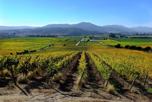 Santiago: Wycieczka do Valparaiso i Casablanki
